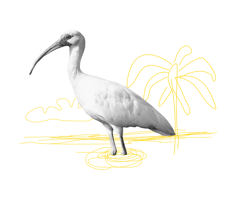 Fotoillustration eines Ibises